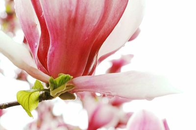 Close-up of pink flowers