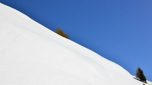 Trees on snow covered mountain