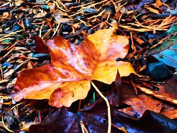 Close-up of maple leaves on tree