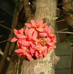 Close-up of pink flowers blooming outdoors