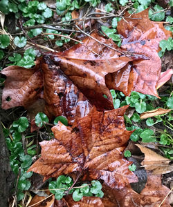 High angle view of autumn leaves on land