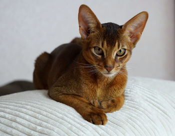 An abyssinian cat lying on a white soft pillow on a sofa
