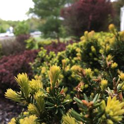 Close-up of plants against blurred background