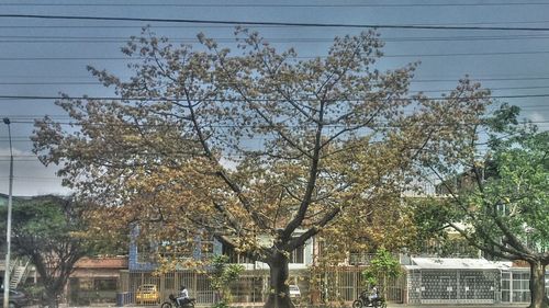 Low angle view of trees against sky