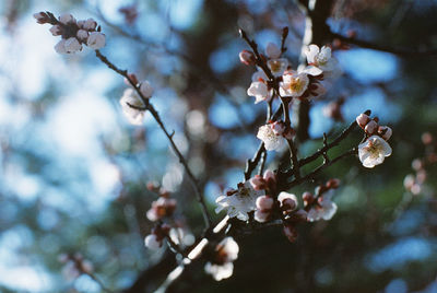 Low angle view of cherry blossom