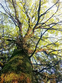 Low angle view of trees against sky