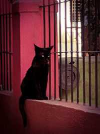 Portrait of black cat sitting outdoors