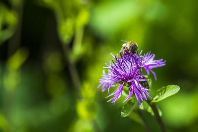 Flowers and insects in the woods.