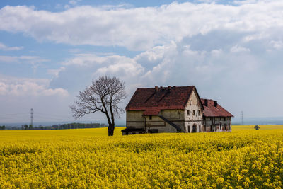 Abandoned house on a rapeseed field