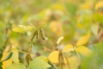 Close-up of yellow flowering plant leaves