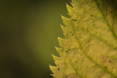 Close-up of maple leaf