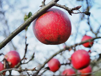 Close-up of apples on tree
