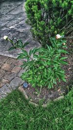High angle view of plants