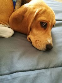 Close-up of dog relaxing