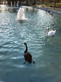 Swans swimming in lake