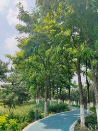Trees by road in park against sky
