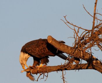 Low angle view of bird perching on tree against clear sky