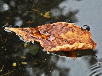 High angle view of leaves floating on lake