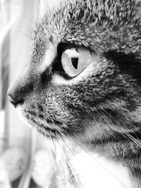 Close-up of a cat looking away