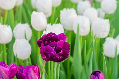 Close up of blooming field of white and purple tulips, floral background