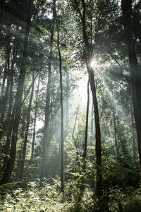 Sunlight streaming through trees in forest