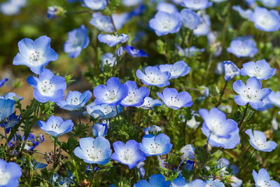 Close-up of purple flowering plants