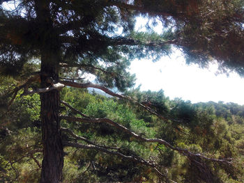 Low angle view of trees in forest