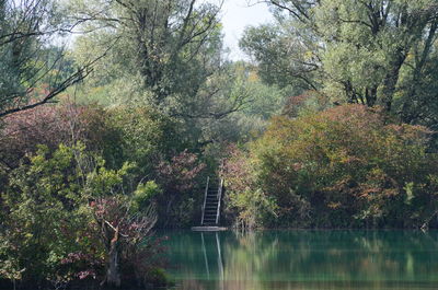 Trees by lake in forest against sky