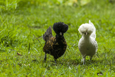 Close-up of birds on field
