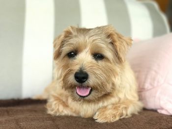 Close-up portrait of dog at home