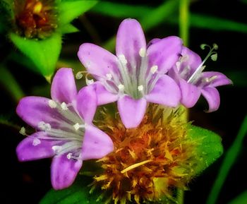 Close-up of purple flowers blooming outdoors