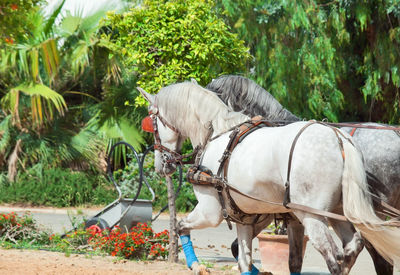 Horse by trees