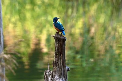 Bird perching on wooden post