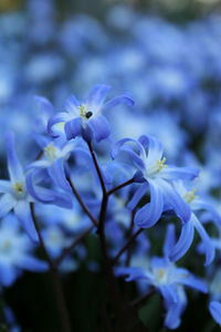 Close-up of purple flowering plant