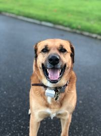 Portrait of dog on road