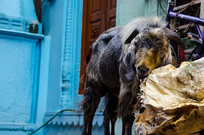 Goat standing outside house