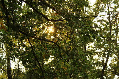 Low angle view of trees in forest