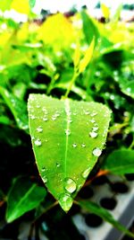 Close-up of wet plant