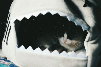 Close-up of cat relaxing