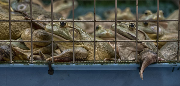 Close-up of bird in cage