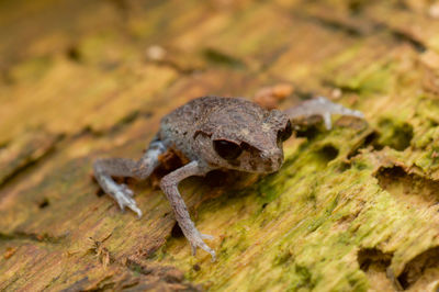 Close-up of a lizard on wood