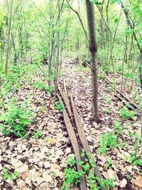 Trees in forest