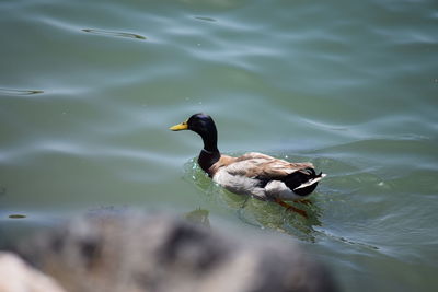 High angle view of mallard duck swimming in lake