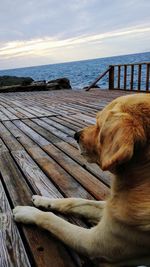 Dog relaxing in a sea