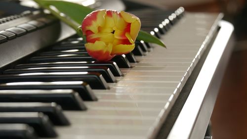 Close-up of tulip on piano