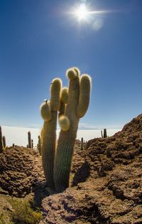 Cactus growing in desert against clear sky