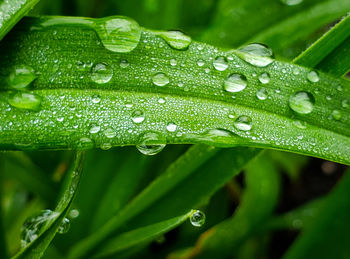 Close-up of raindrops on leaf