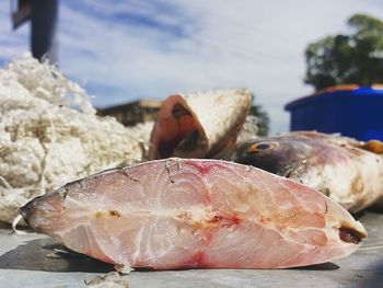 Close-up of fish in sea