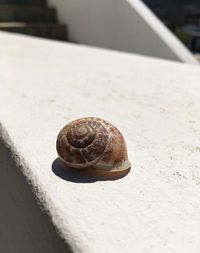 Close-up of snail