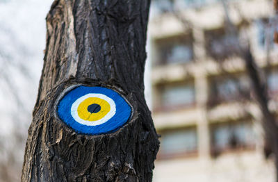 Close-up of bulls-eye on tree trunk